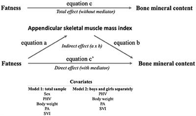 The inverse relationship between fatness and bone mineral content is mediated by the adolescent appendicular skeletal muscle mass index: The Cogni-Action Project